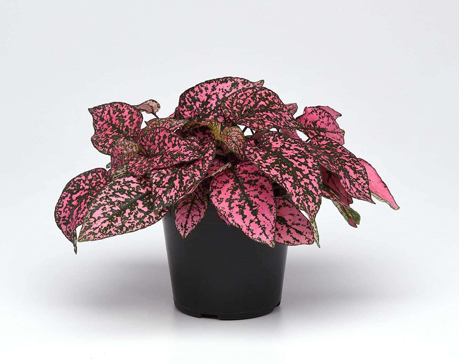 care for polka dot plants