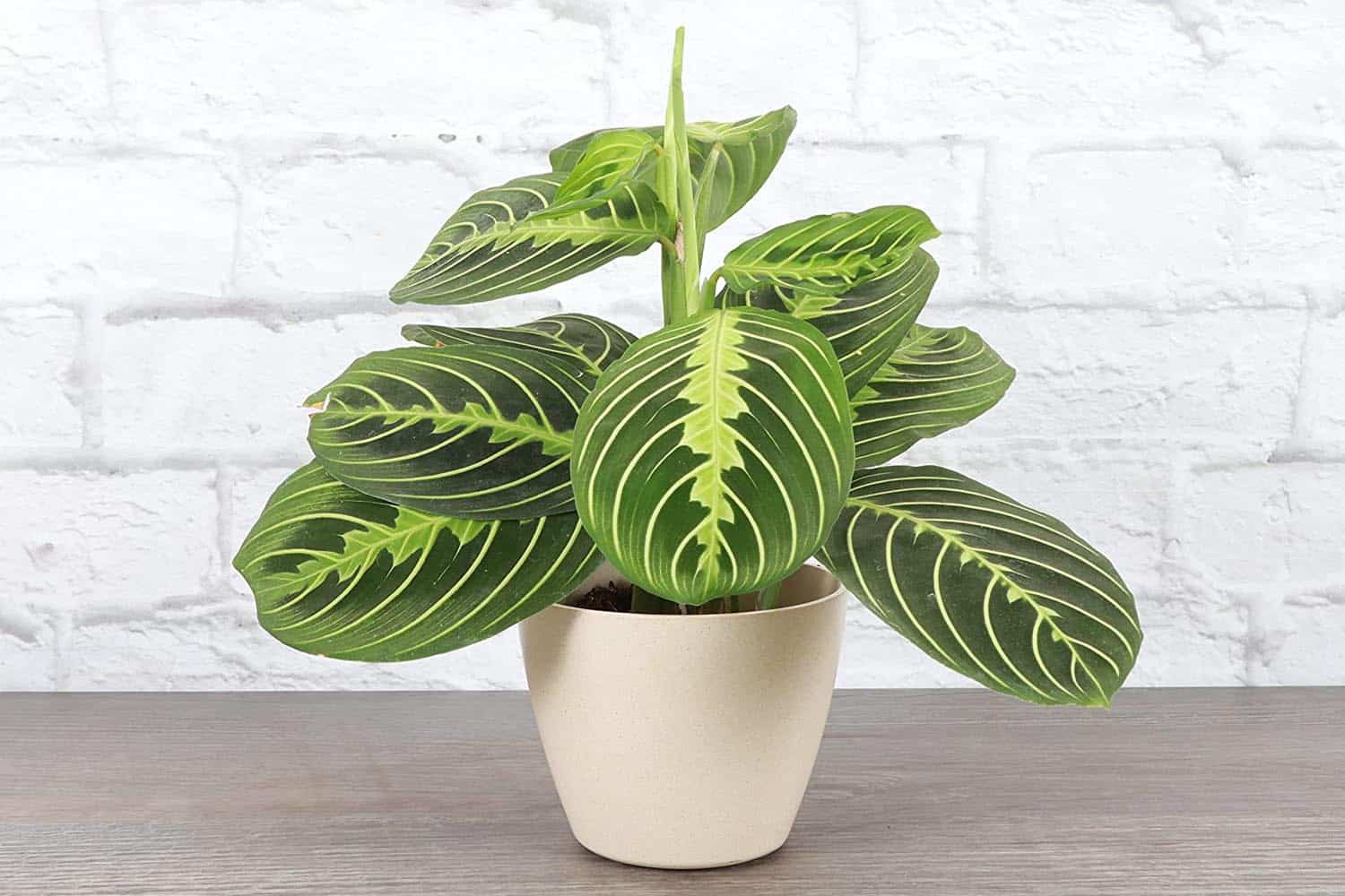 care for prayer plant