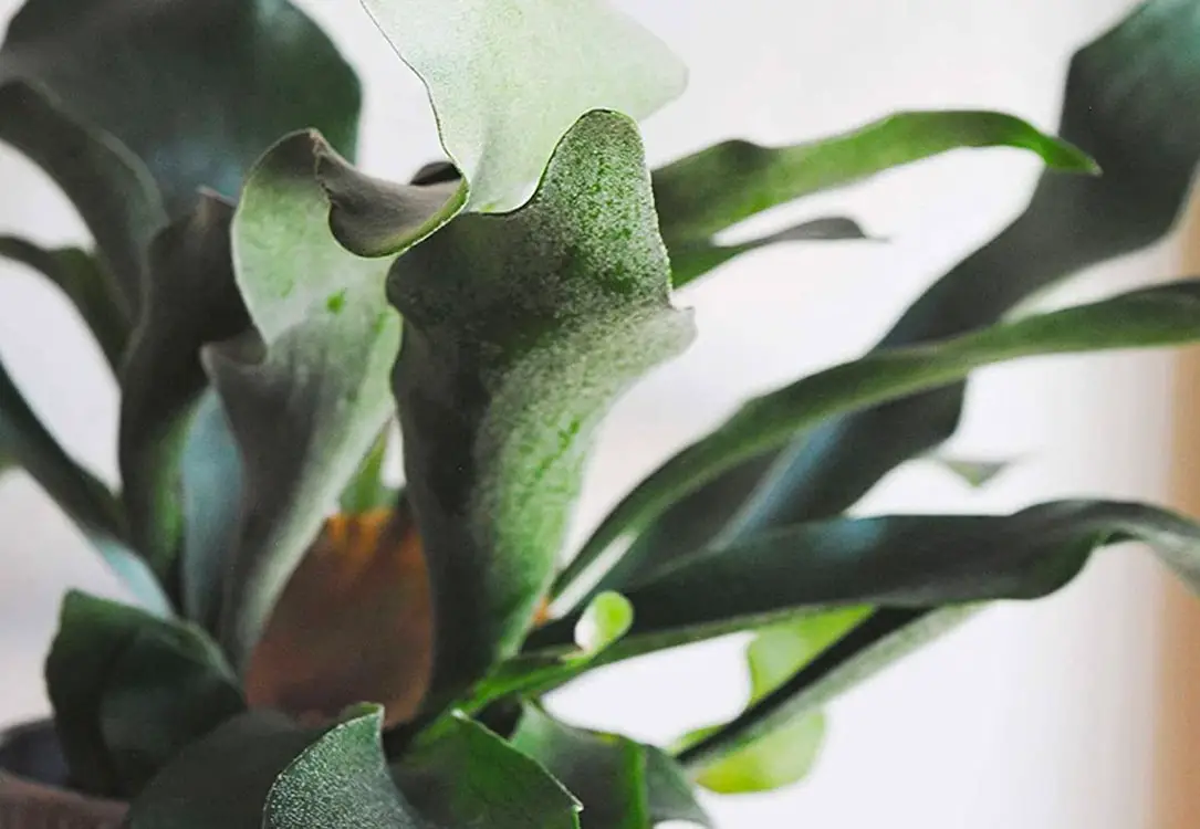 care for staghorn ferns