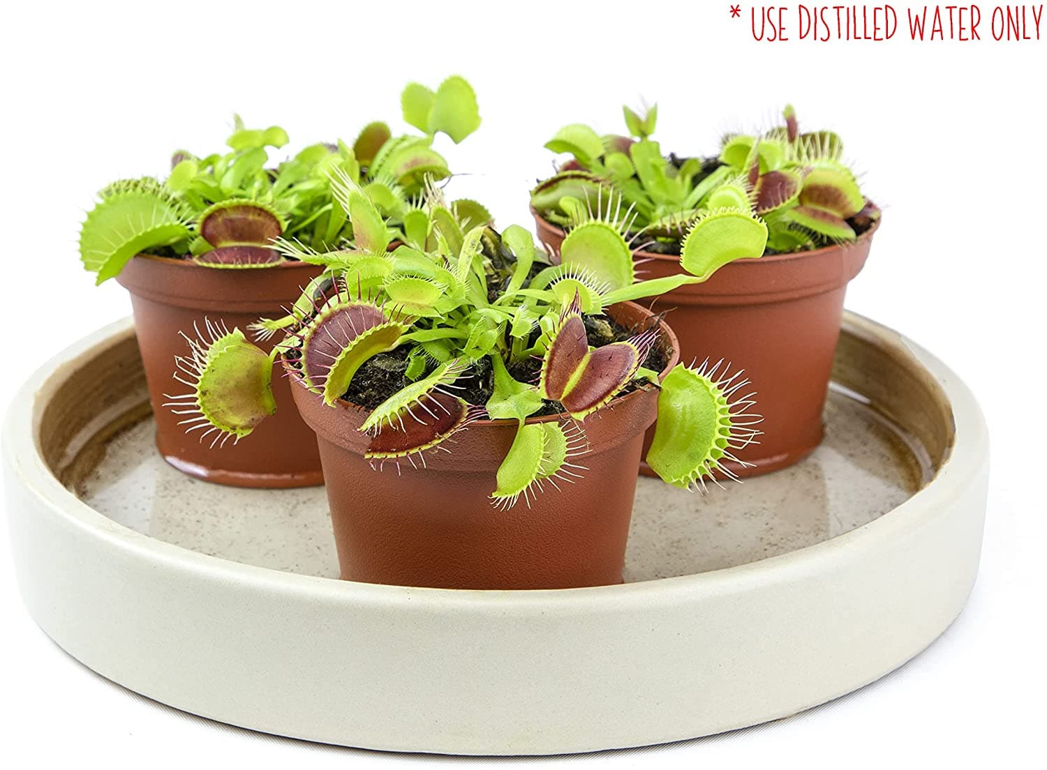 care for venus fly trap