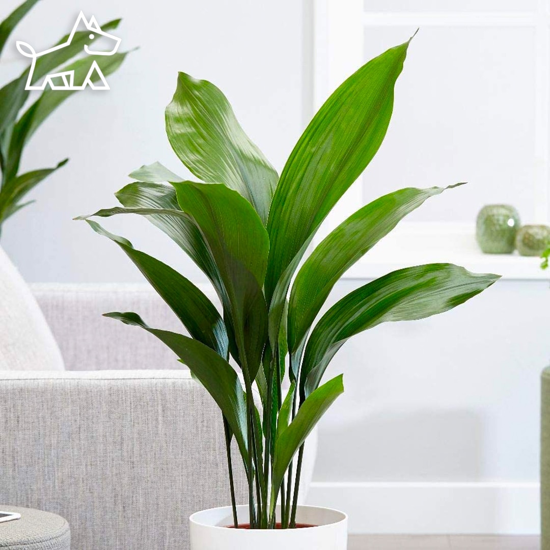 care for cast iron plants
