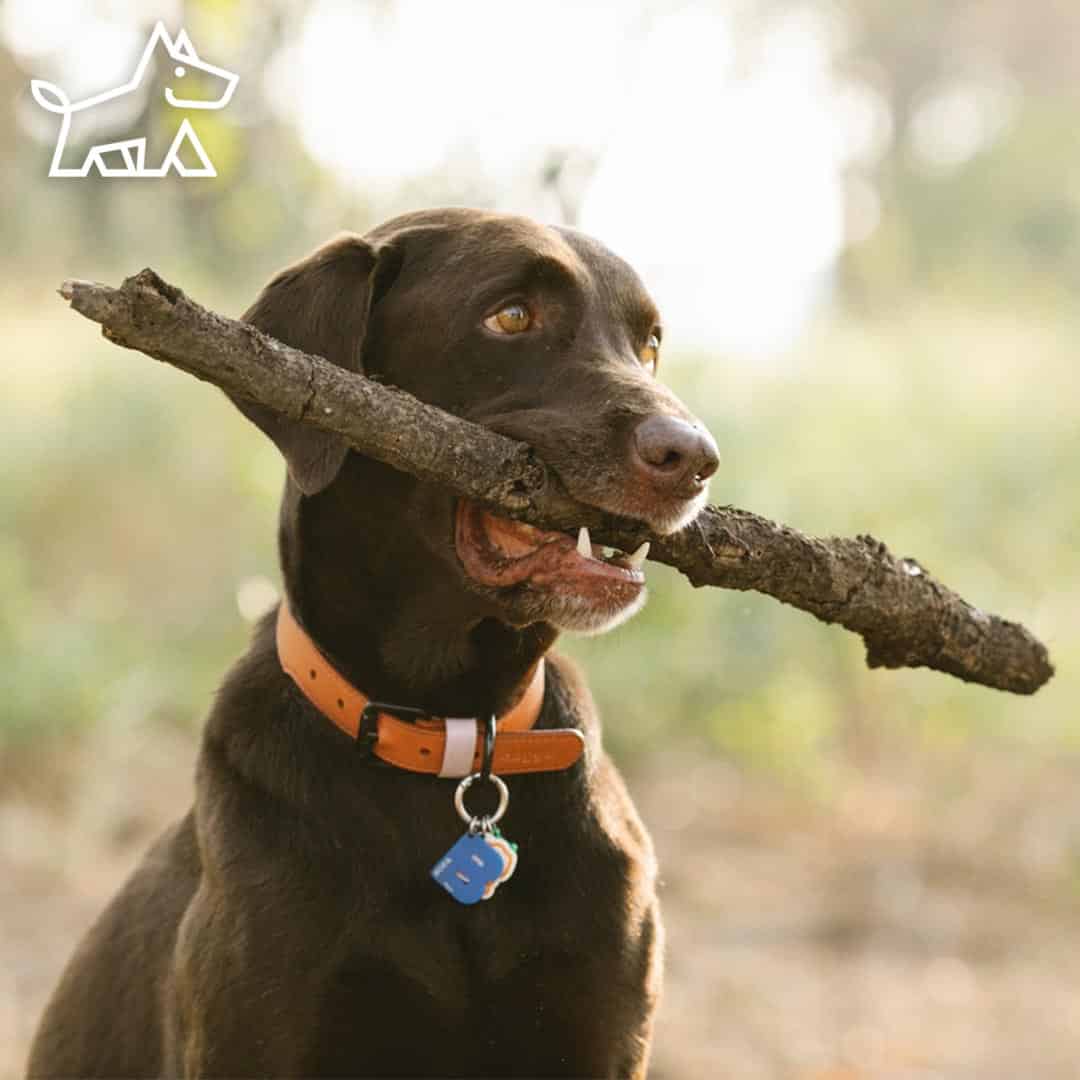 Can I use an Apple AirTag on my dog?