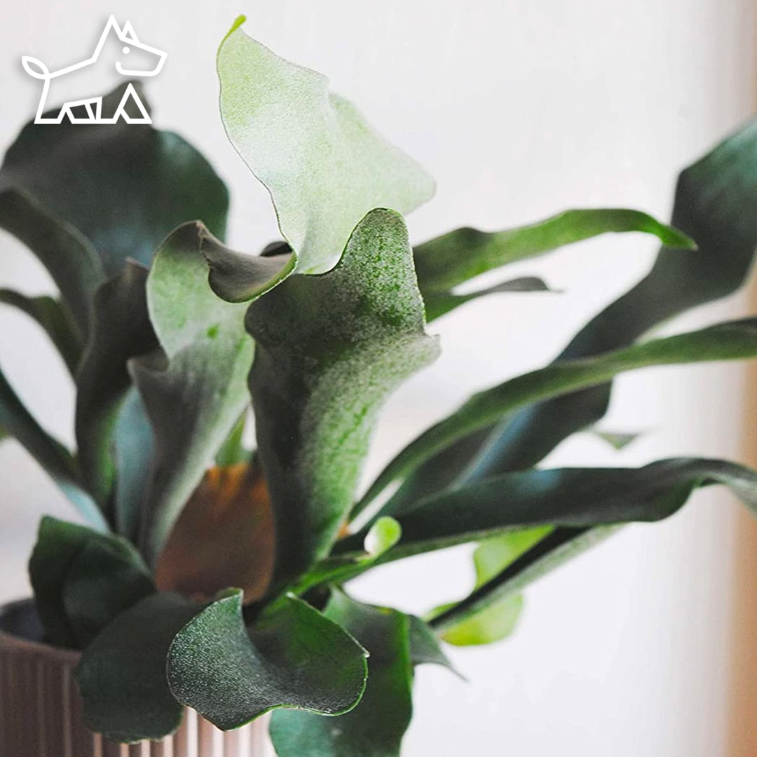 care for staghorn ferns
