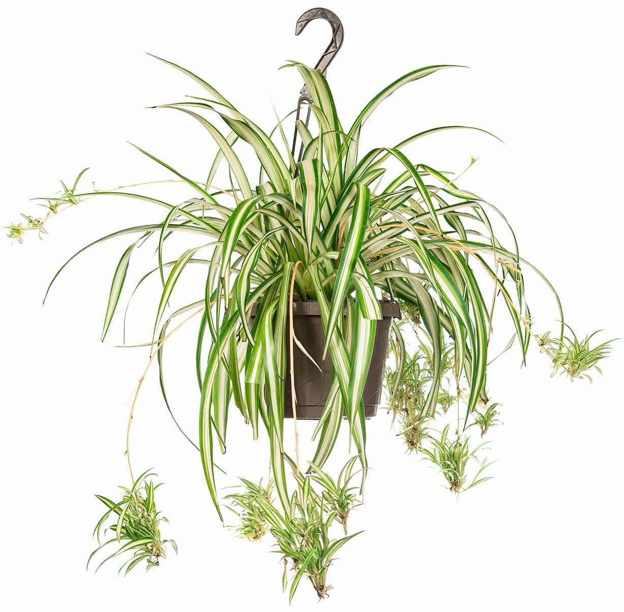 how to care for spider plants