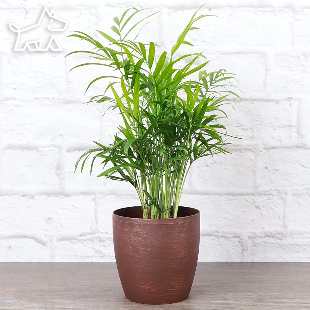 How to Care for Parlor Palms (Chamaedorea Elegans)