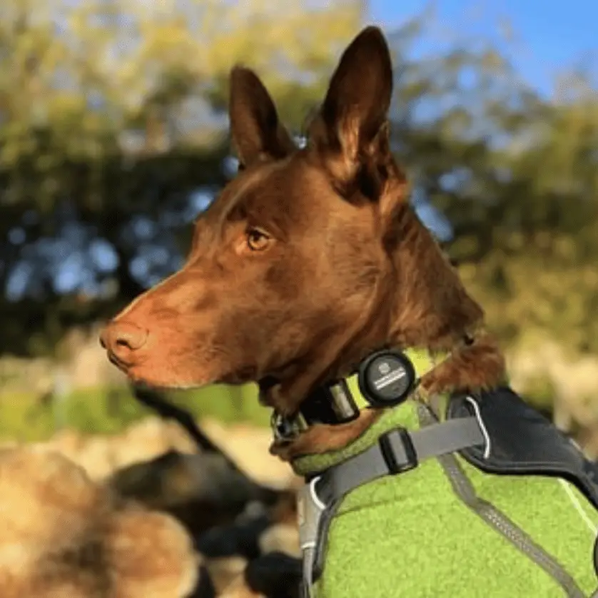 Brand: Pawscout - photo 2