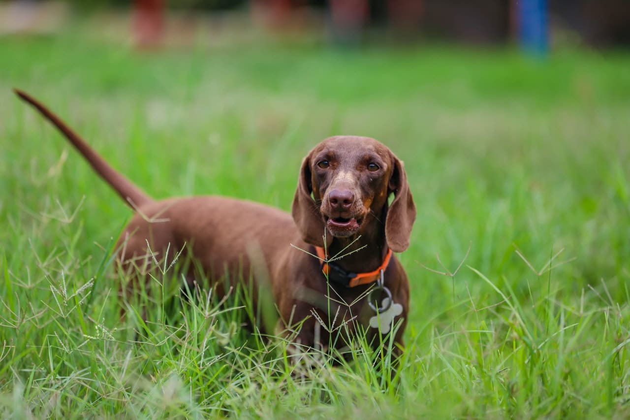 You just want to know your dog is safe and sound.