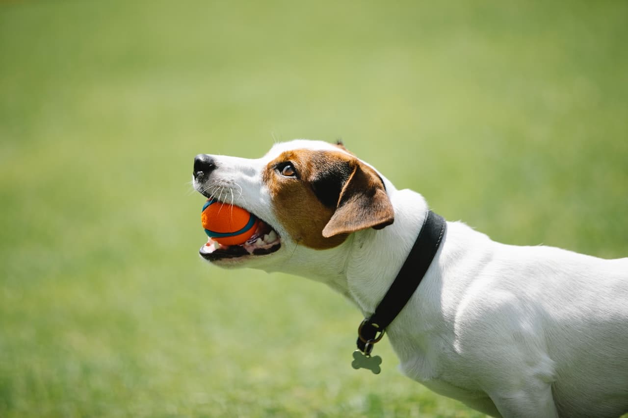 You can track multiple pets