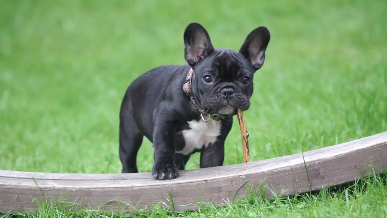 Can they replace regular dog GPS Trackers?