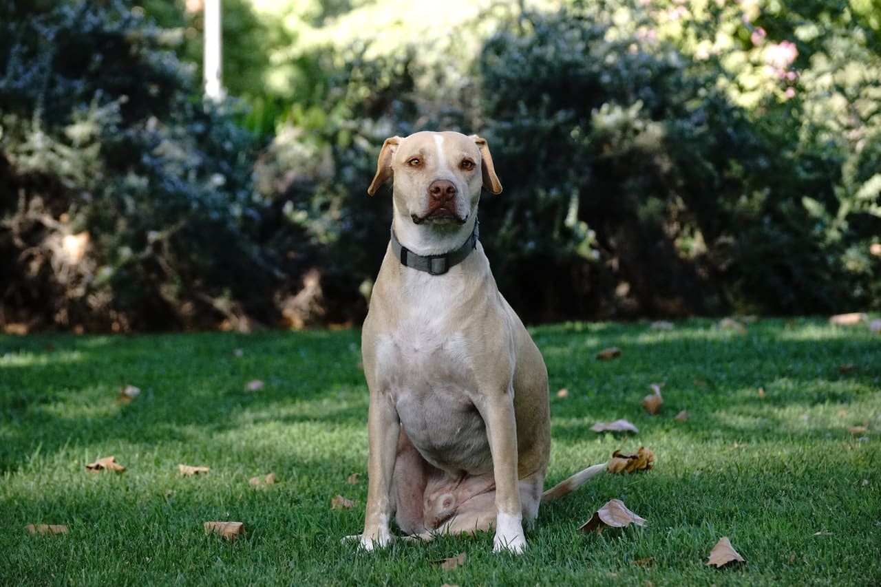 Does my dog need a GPS if he’s microchipped?