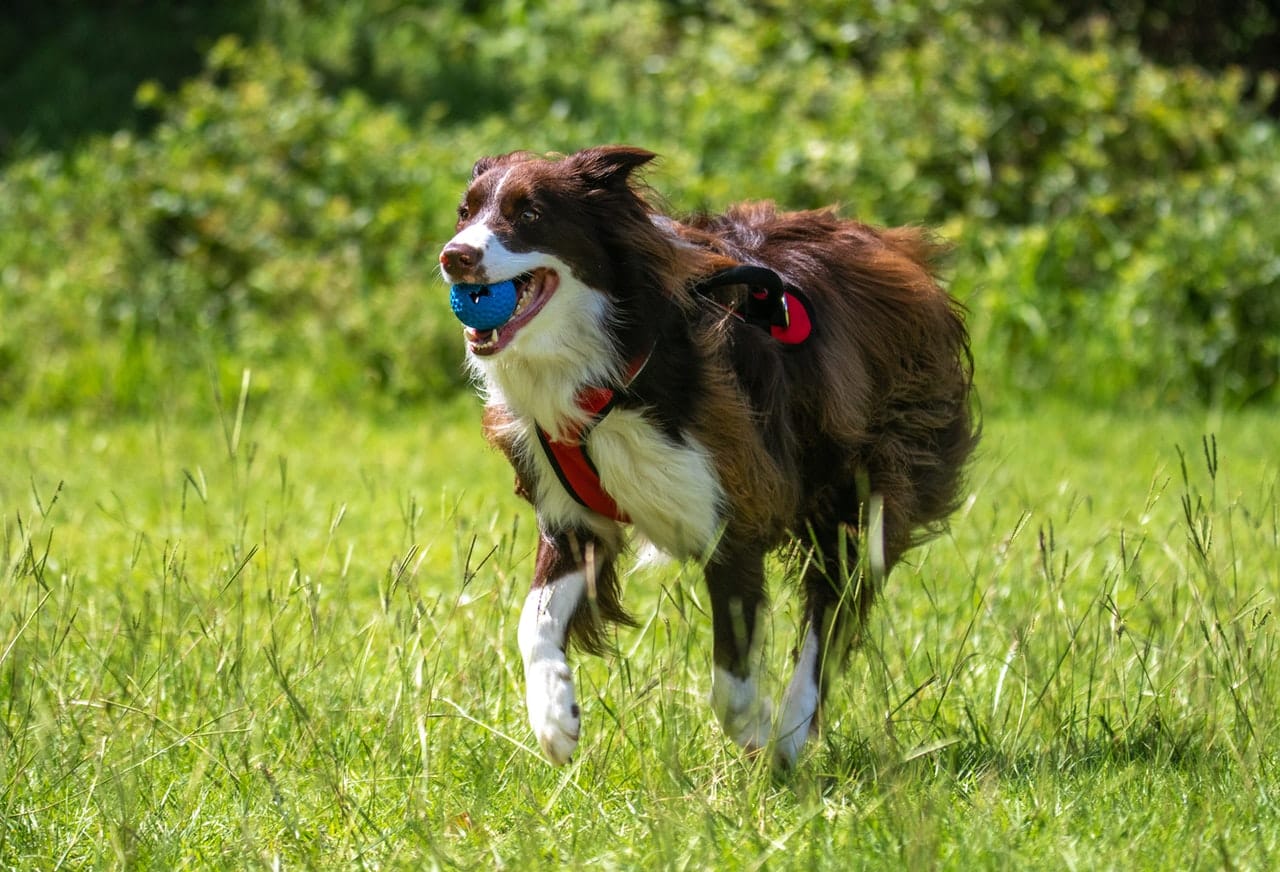 How does a GPS Dog Collar Work?