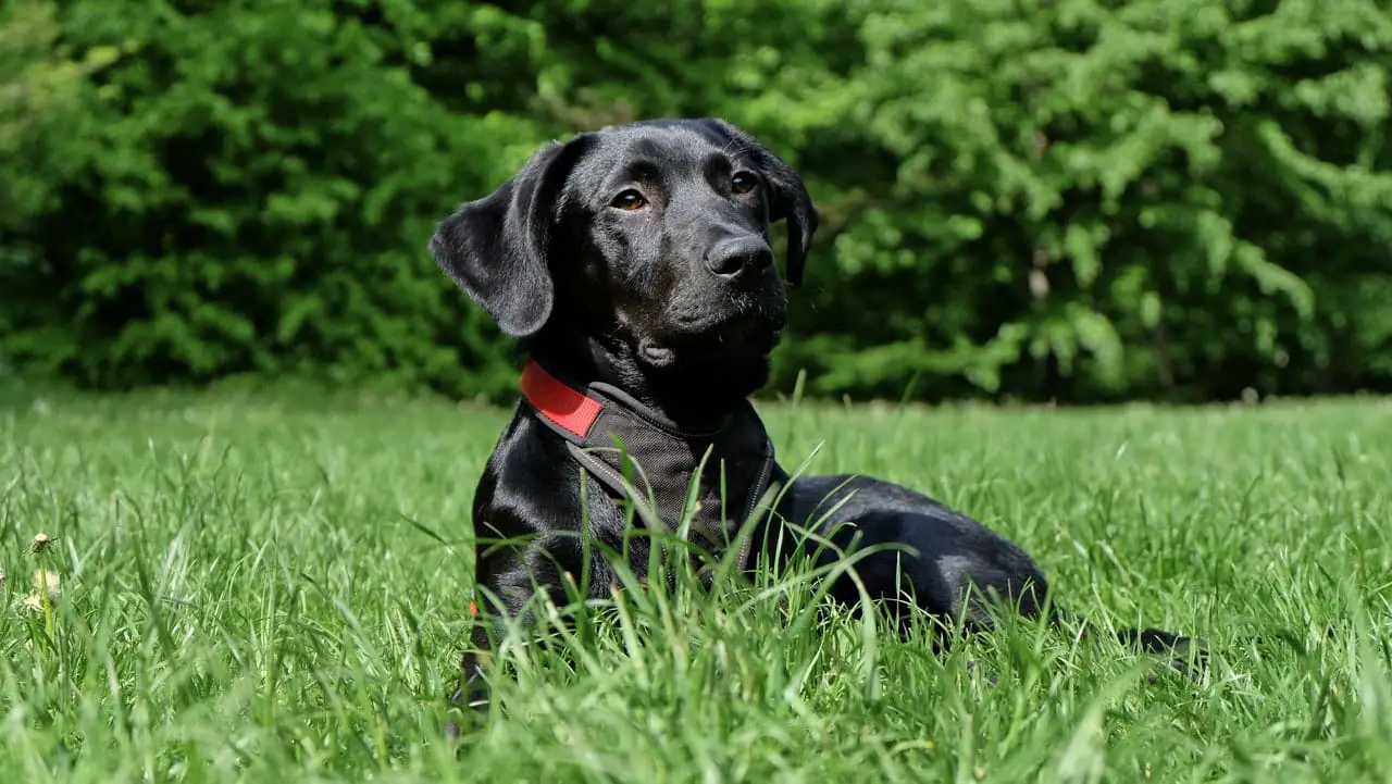Dog Collars with GPS Trackers