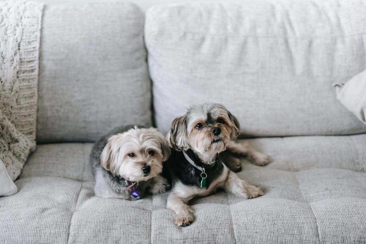 Main Advantages of a Dog Treat Camera Dispenser