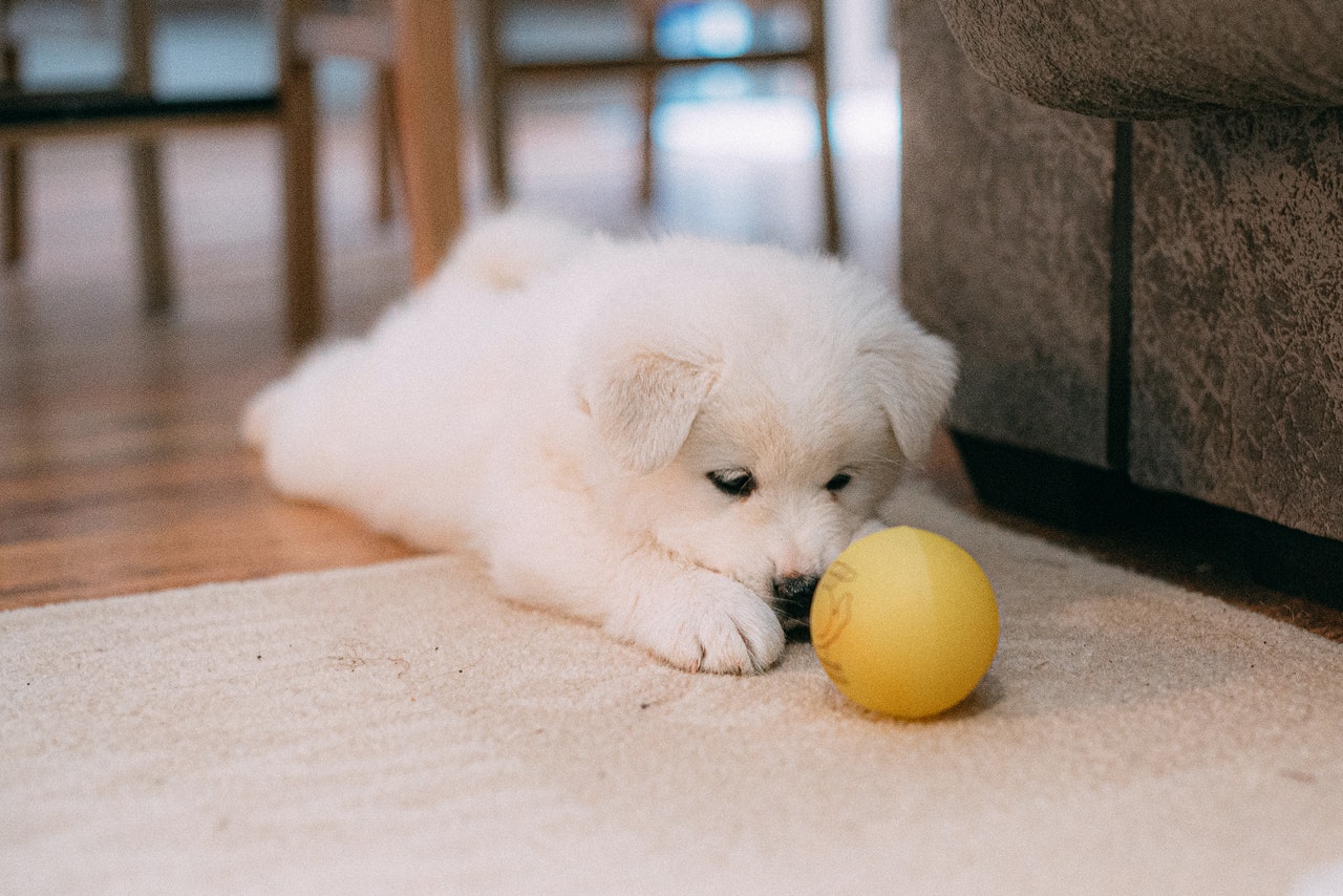 Are Dog Treat Dispensing Cameras worth it? Best 5 Options