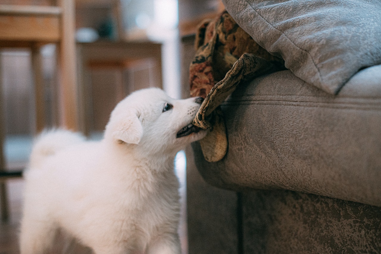 Improve your relationship with your dog
