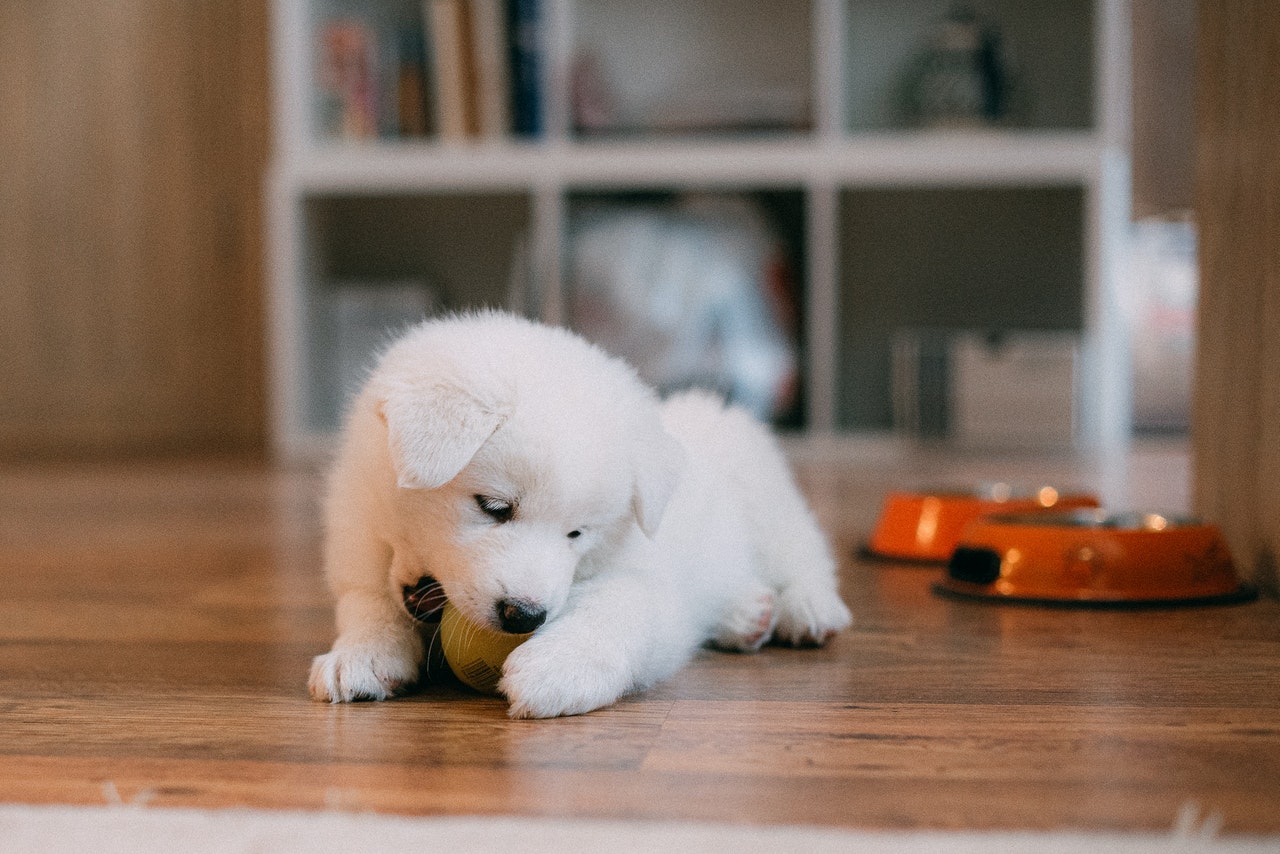 Possible Disadvantages of Dog Treat Camera Dispenser