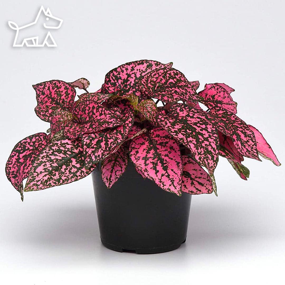 care for polka dot plants