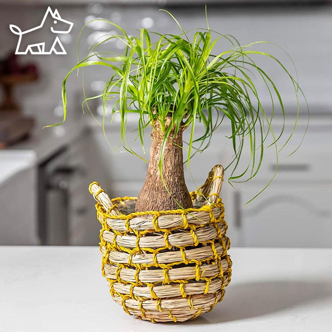 CARE FOR PONYTAIL PALMS