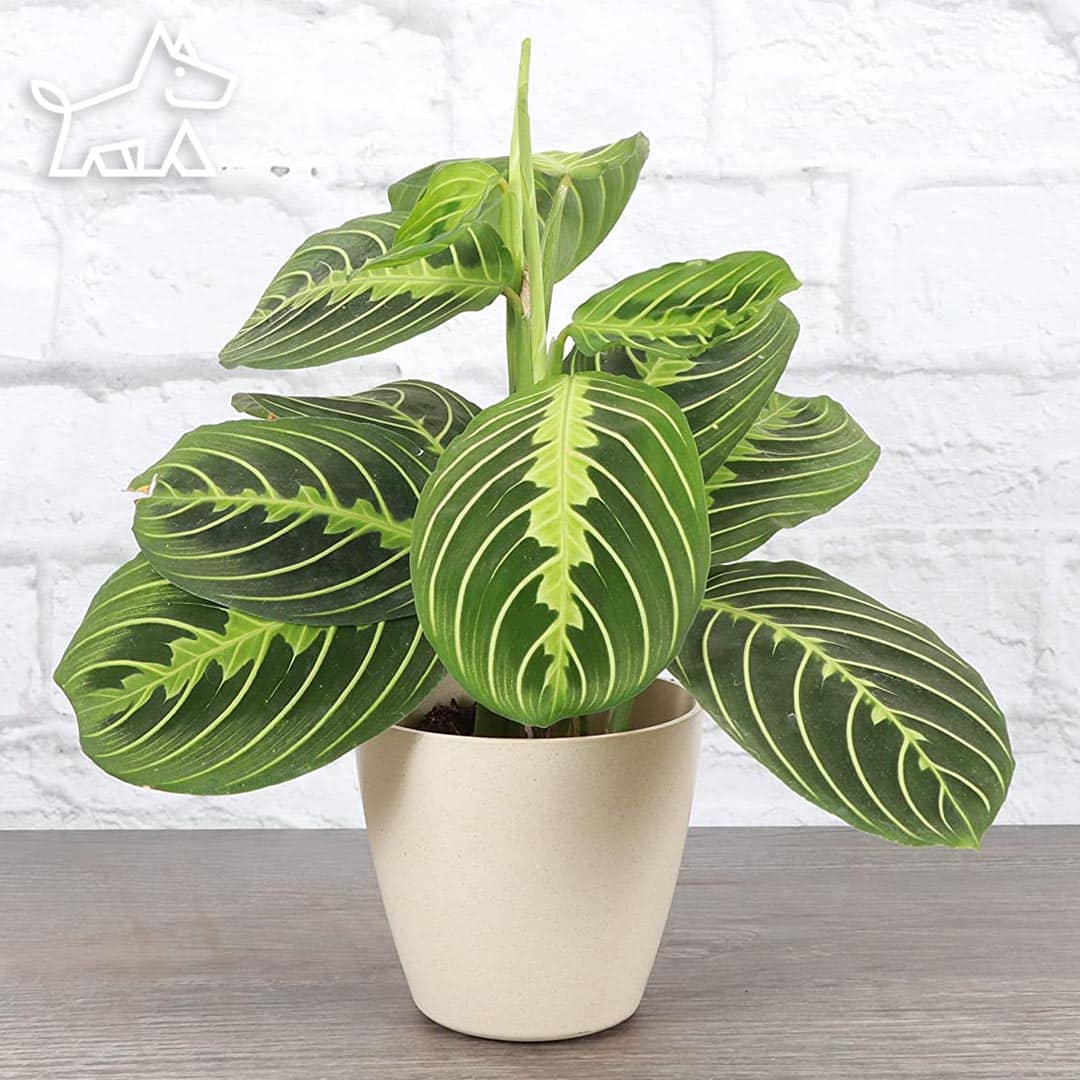 care for prayer plant