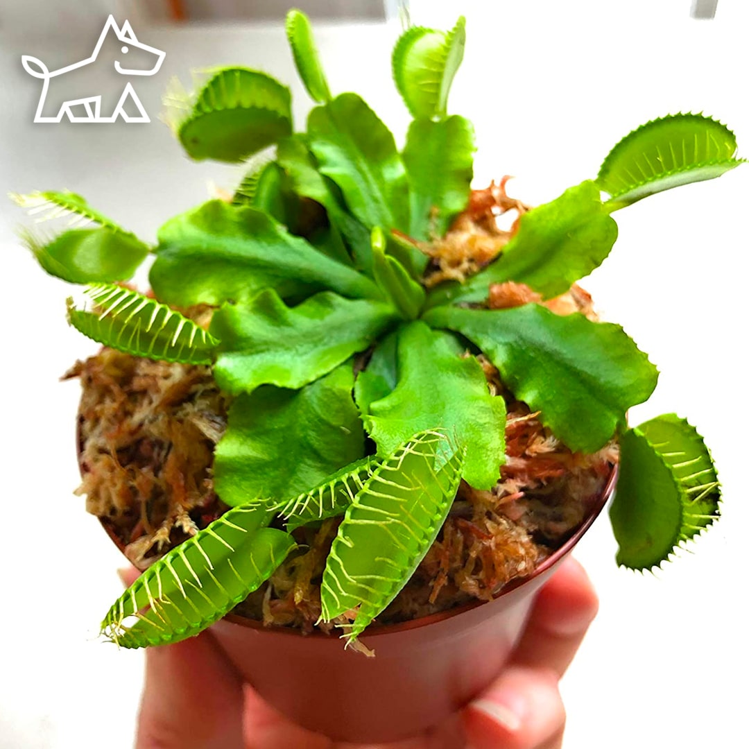 care for venus fly trap