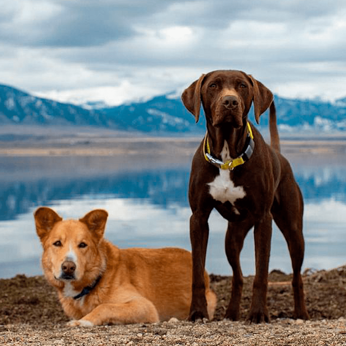 Brand: Fi Smart Dog Collar - photo 2