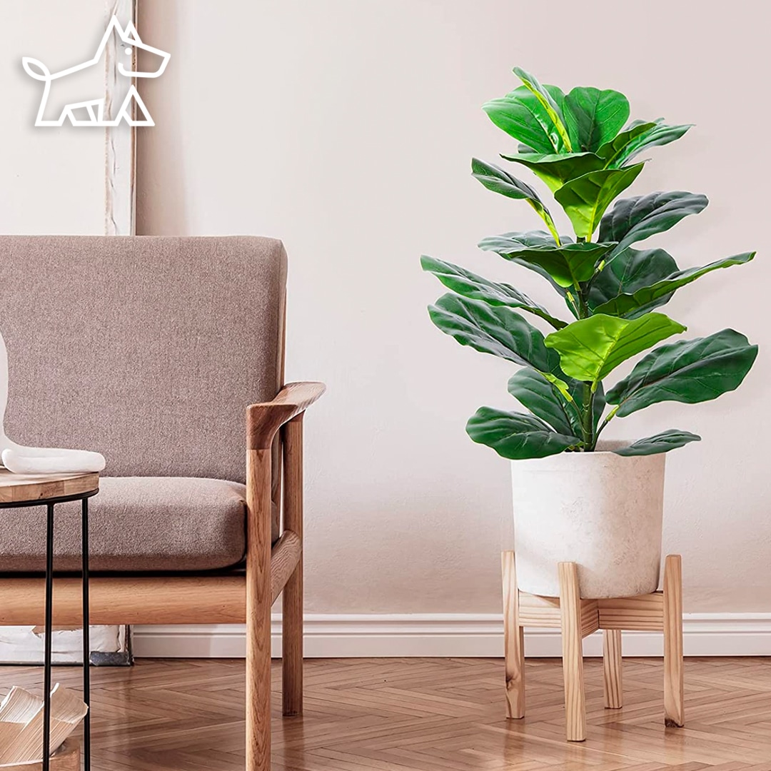 15 Best Indoor Trees – Pet-Friendly Indoor Trees for Dogs and Cats