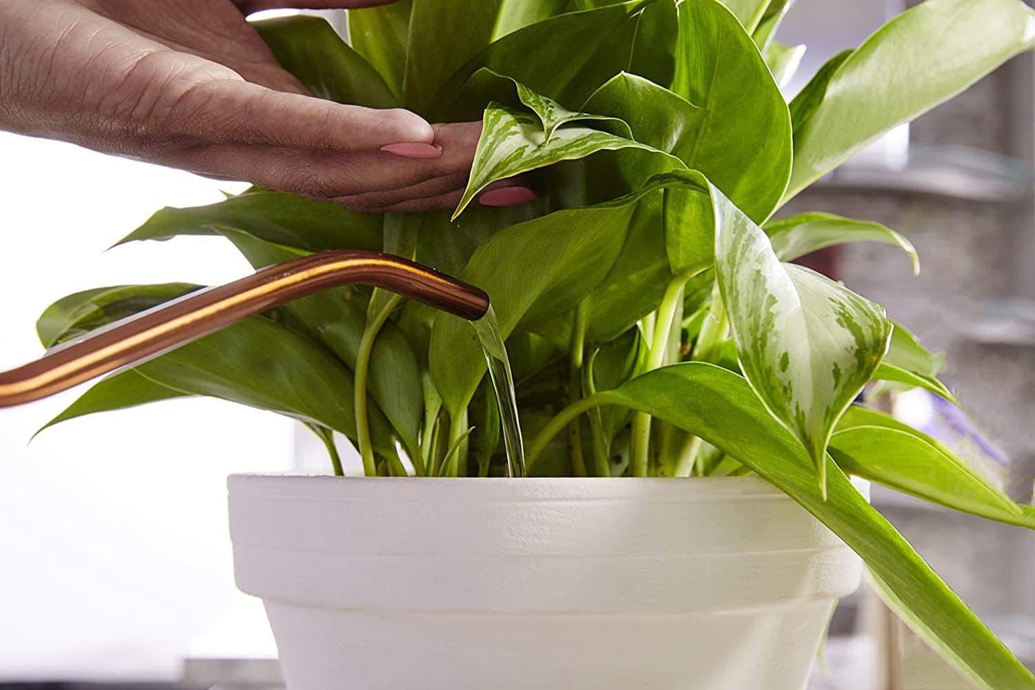 How to Fertilize Houseplants