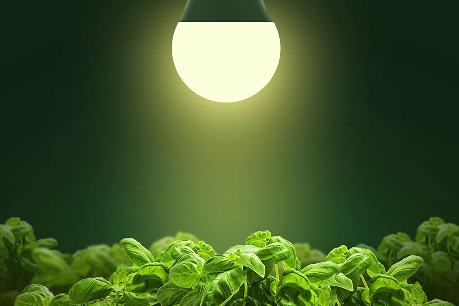 How to Use Grow Lights for Indoor Plants