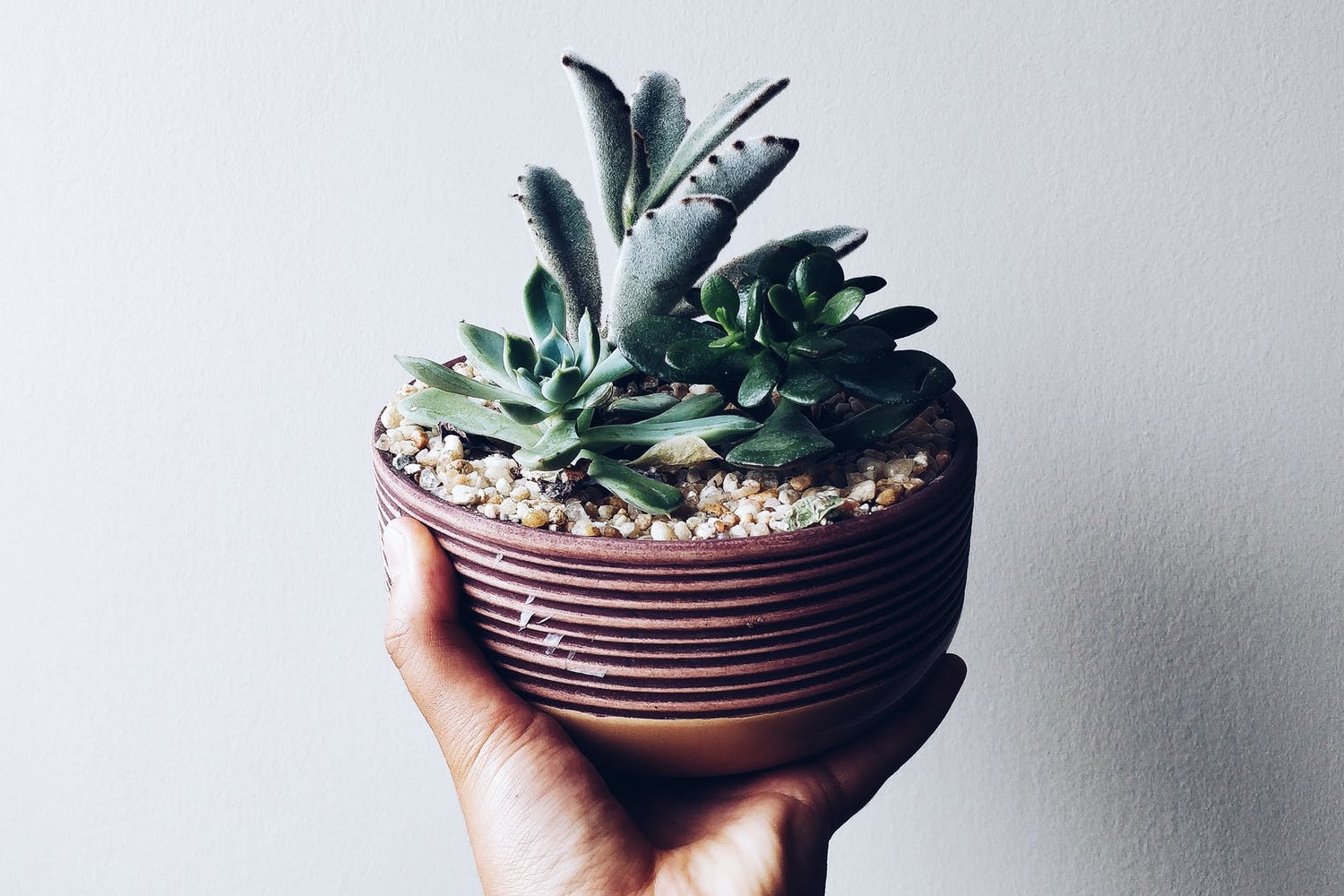 Natural light for houseplants