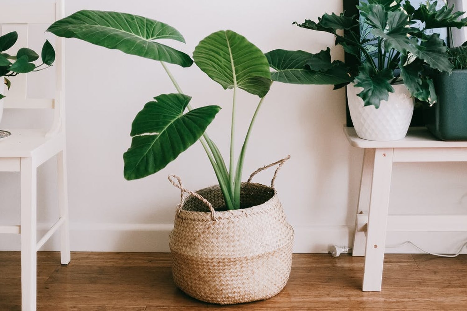 Right Humidity Level for Your Houseplants