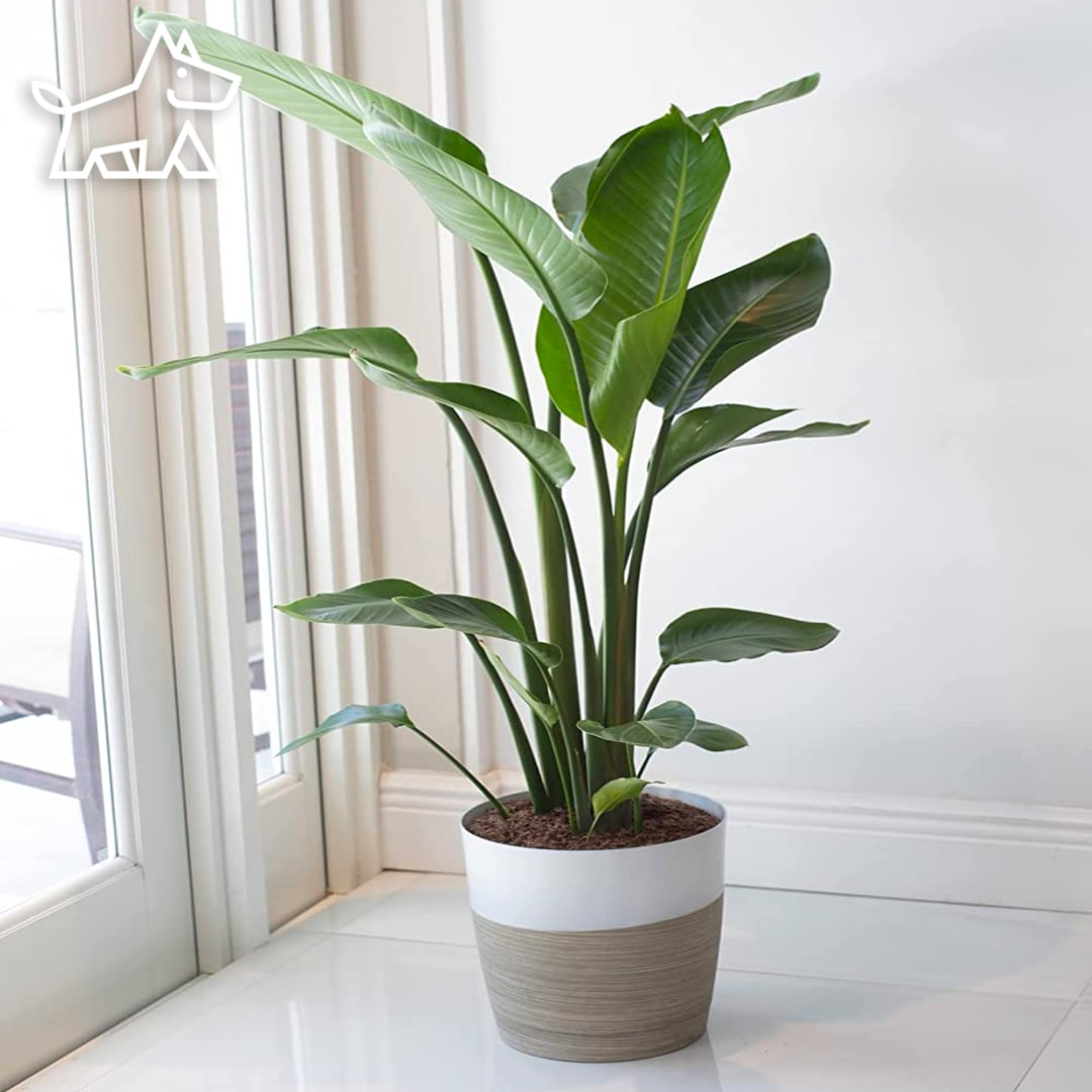 care for bird or paradise