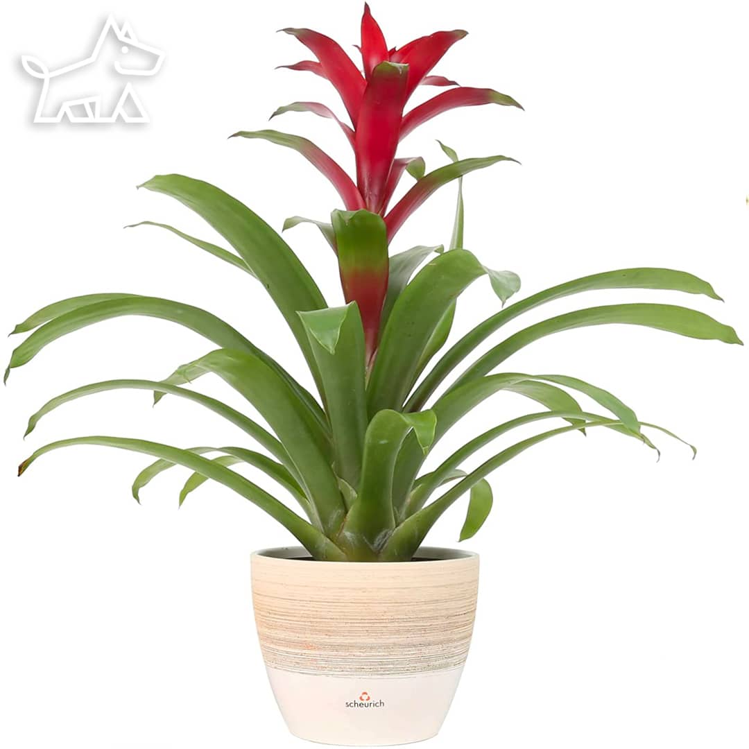 care for bromeliad