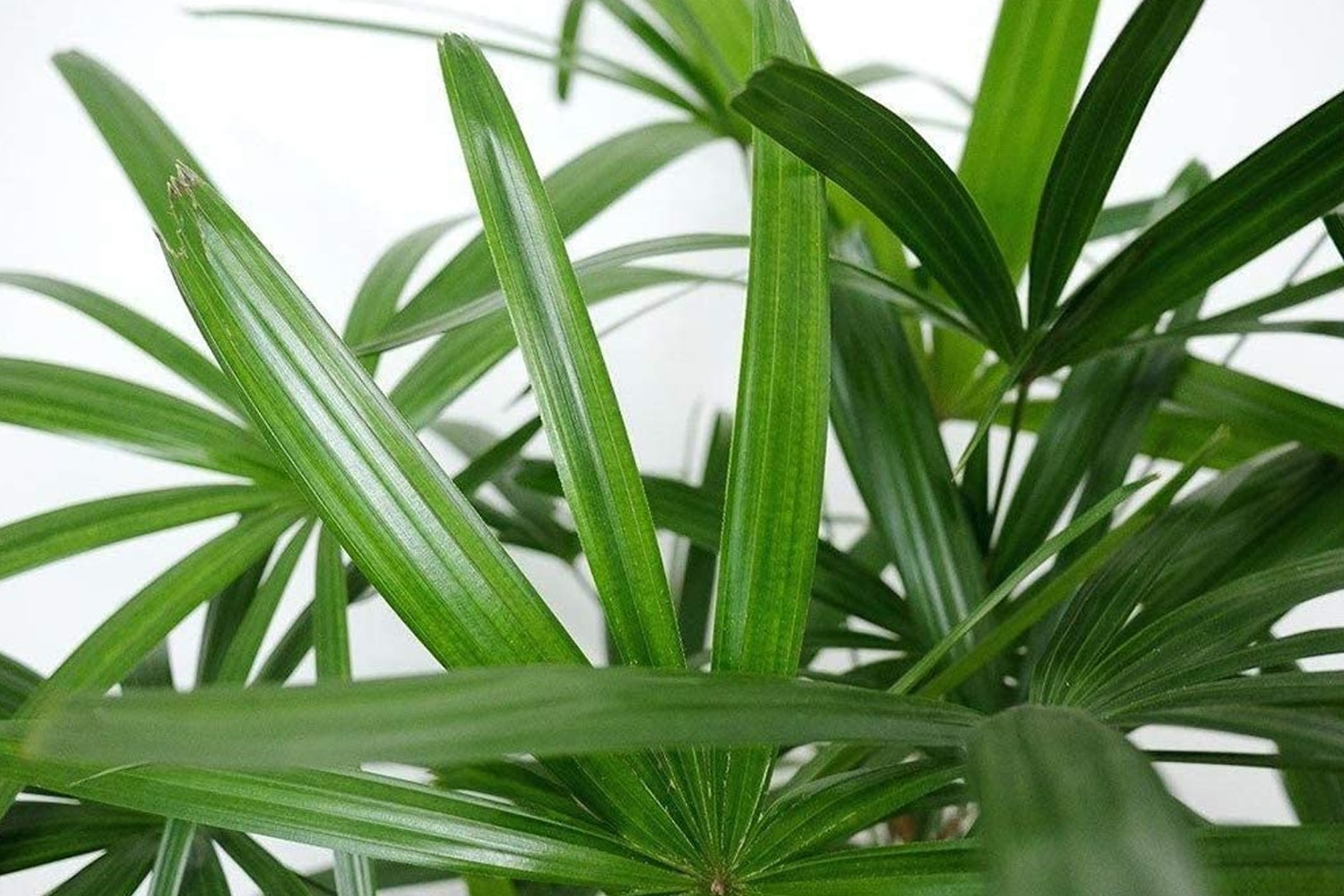 care for a lady palm
