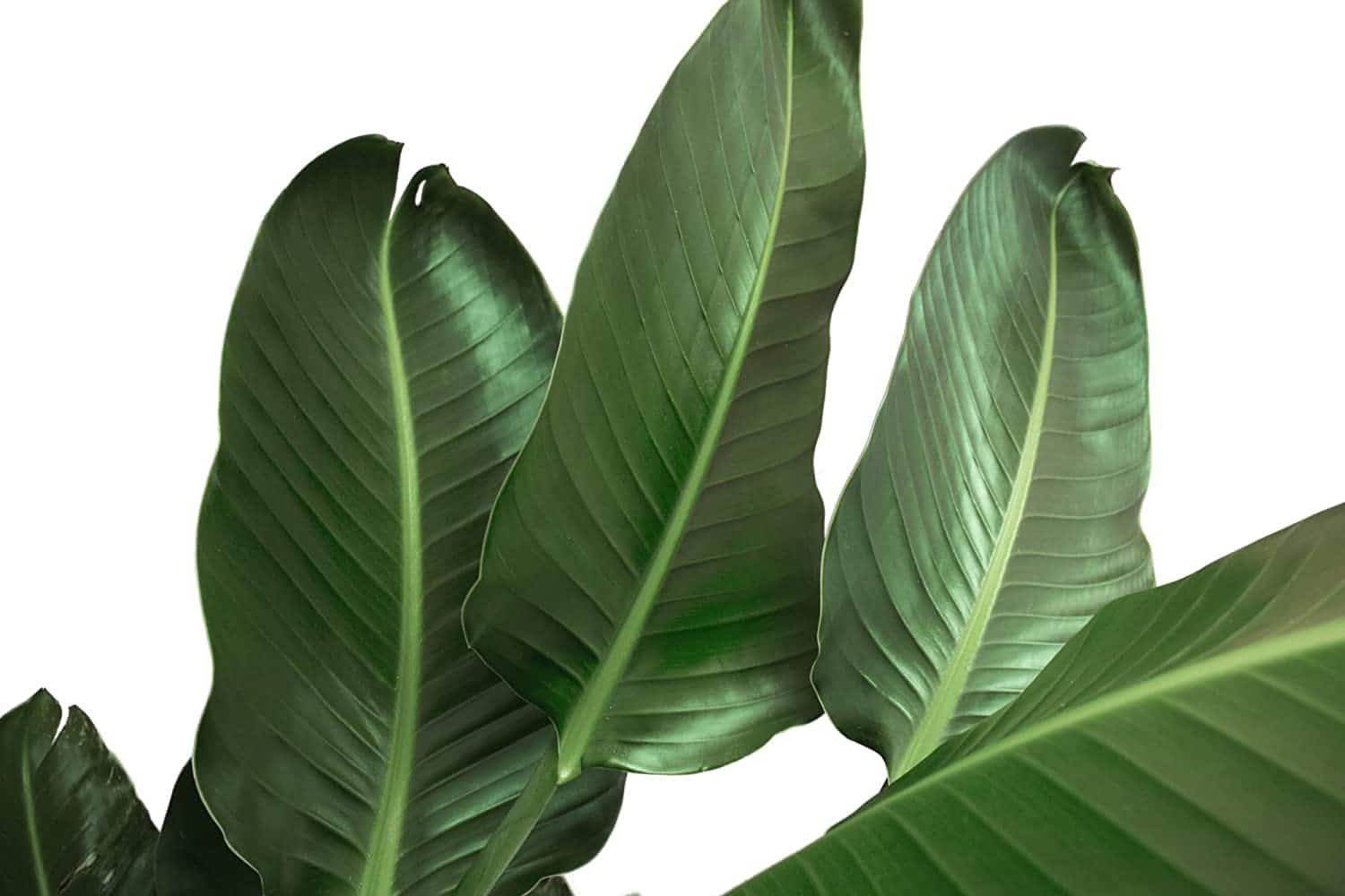 care for bird or paradise