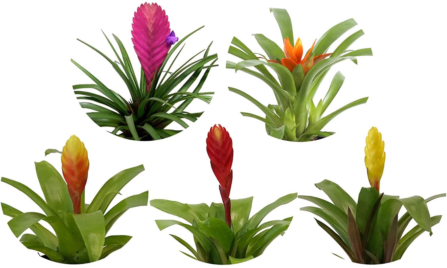 care for bromeliad