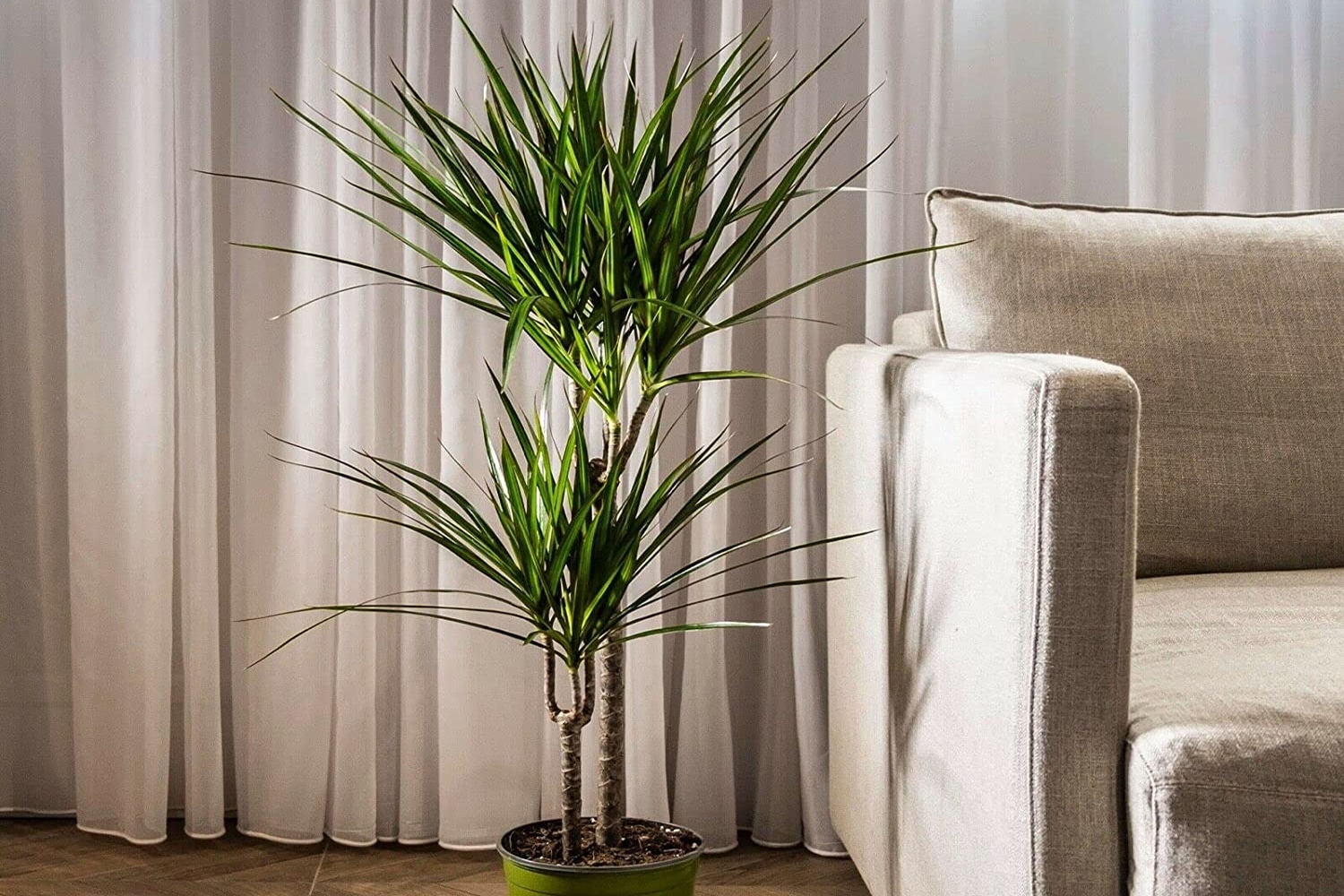 care for dragon tree