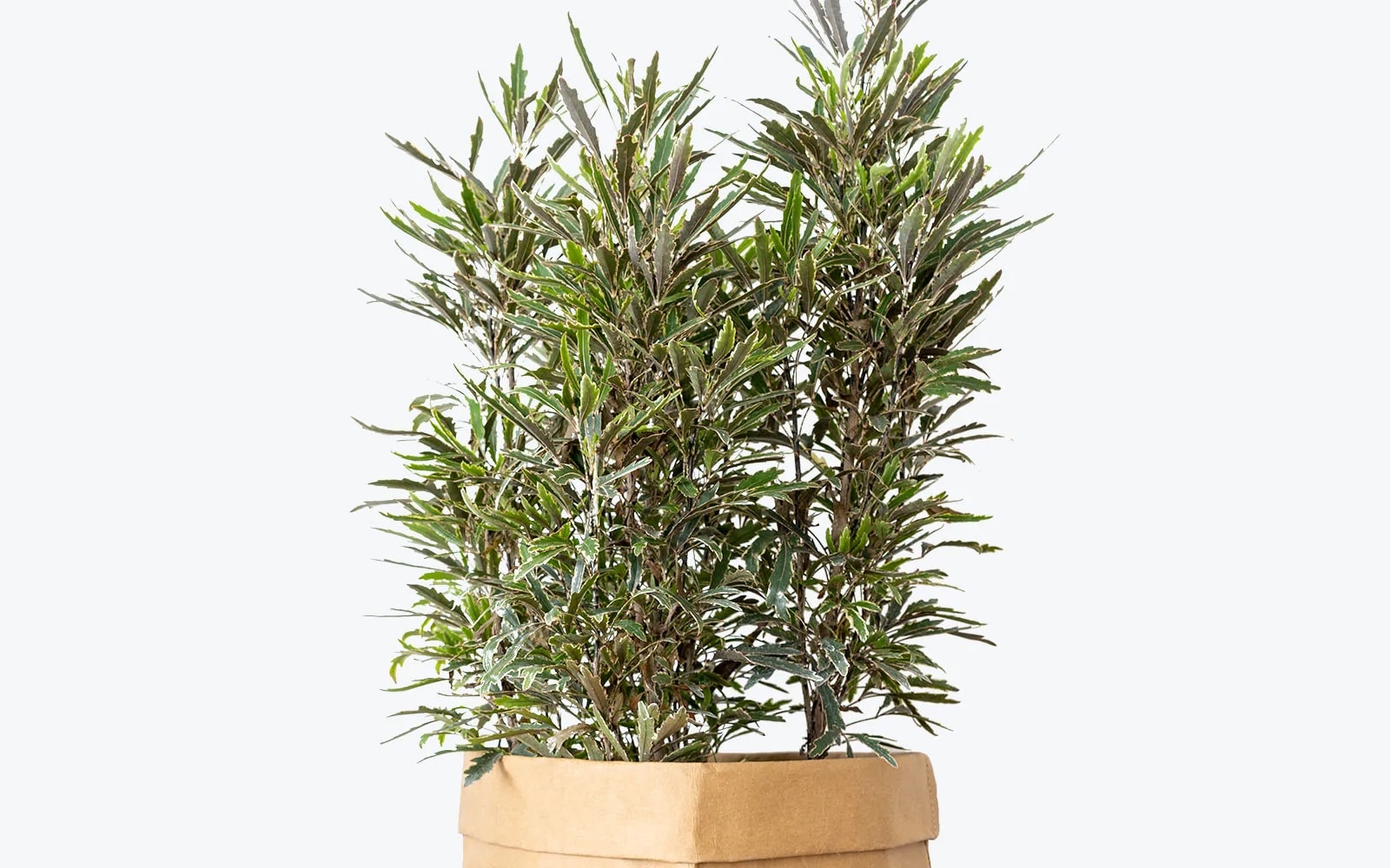 care for false aralia