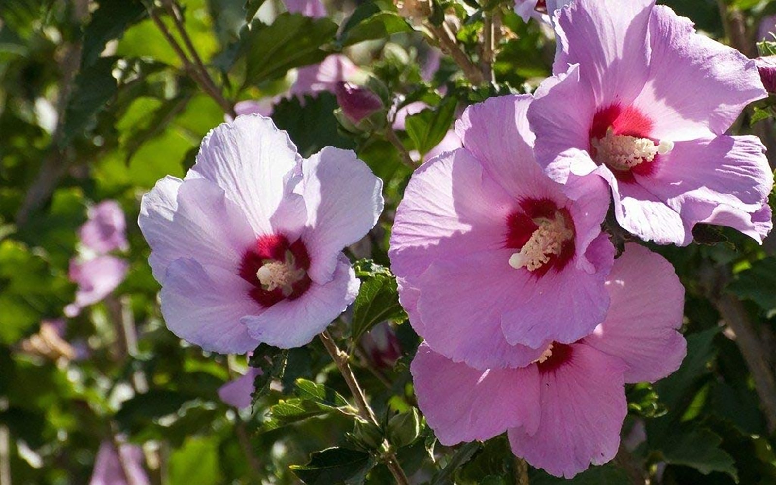 care for hibiscus plants