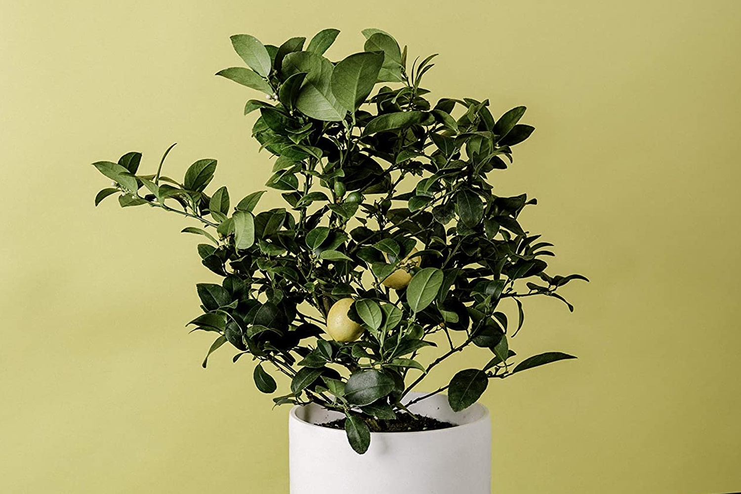 care for meyer lemon tree