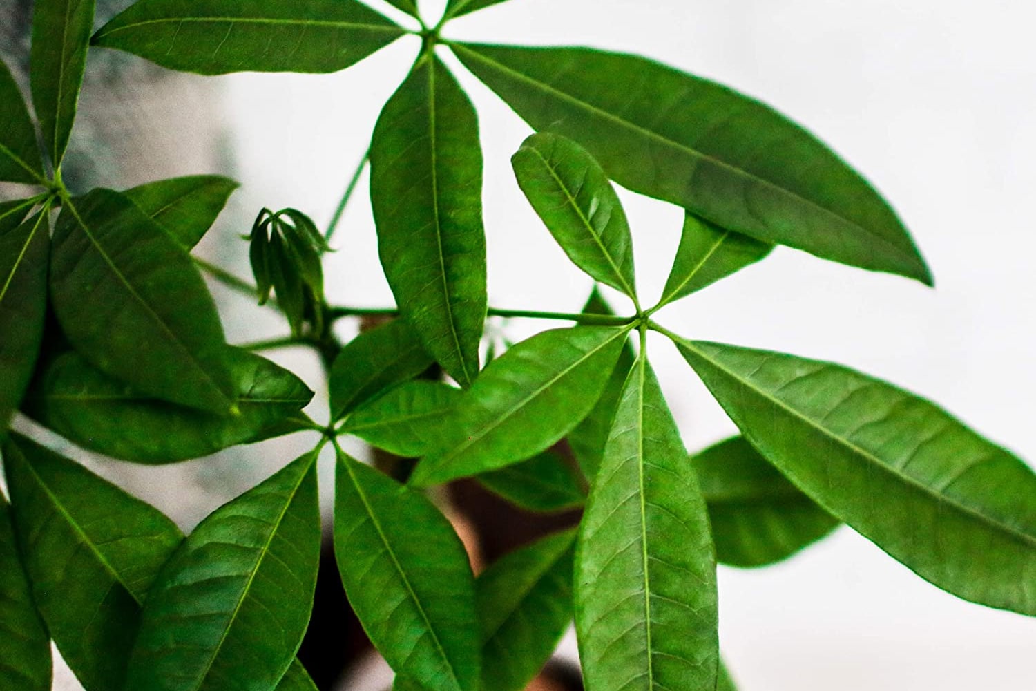 care for money trees