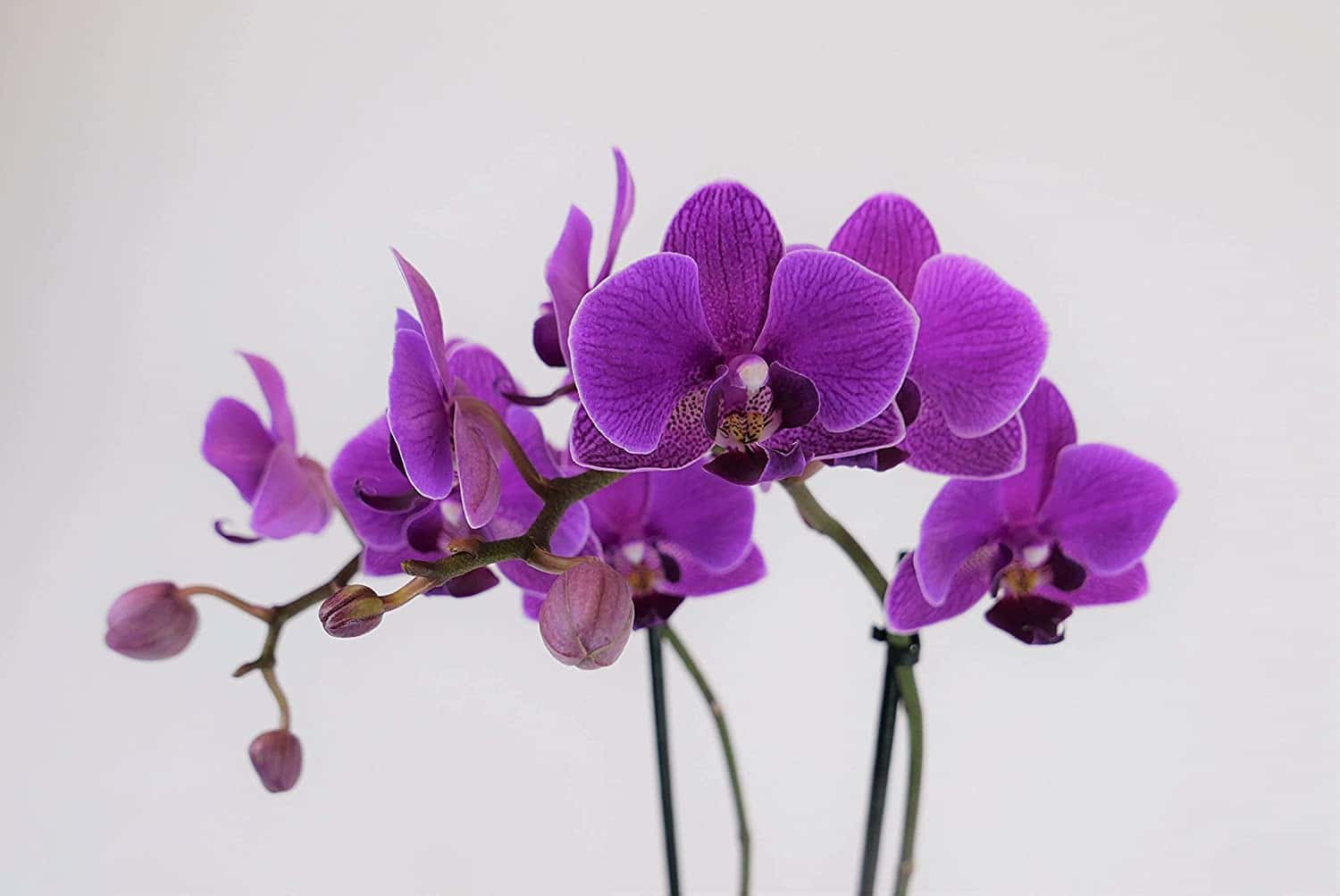care for orchids