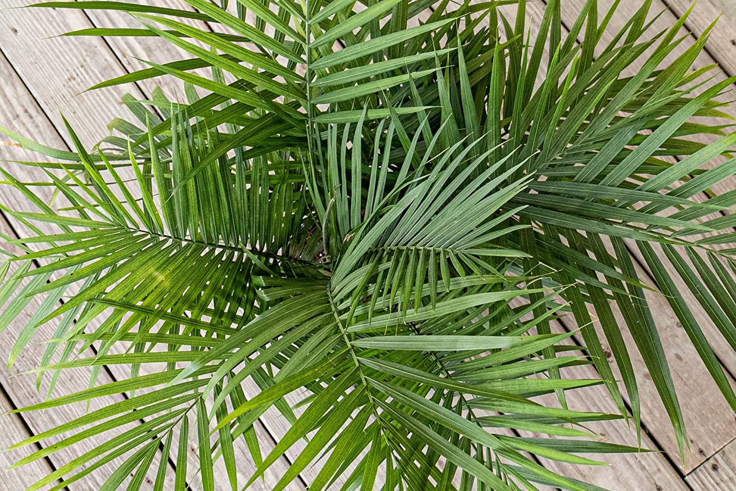 care for palm trees