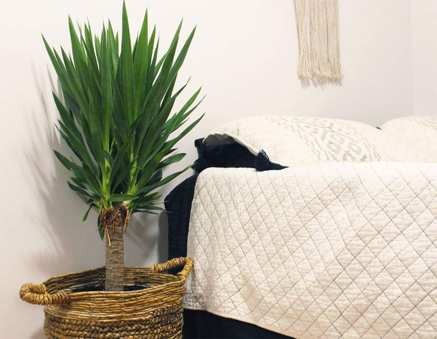 care for yucca