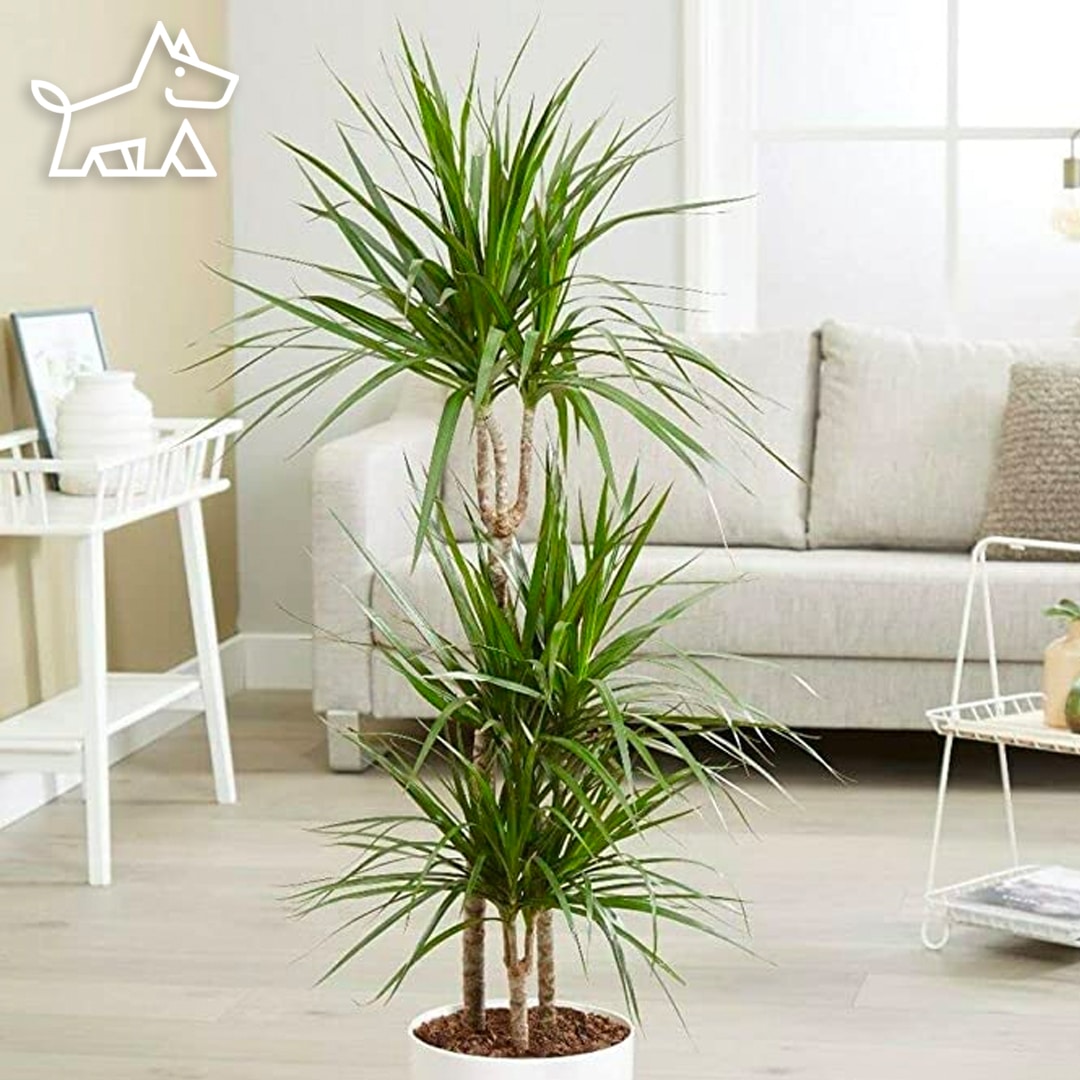 care for dragon tree