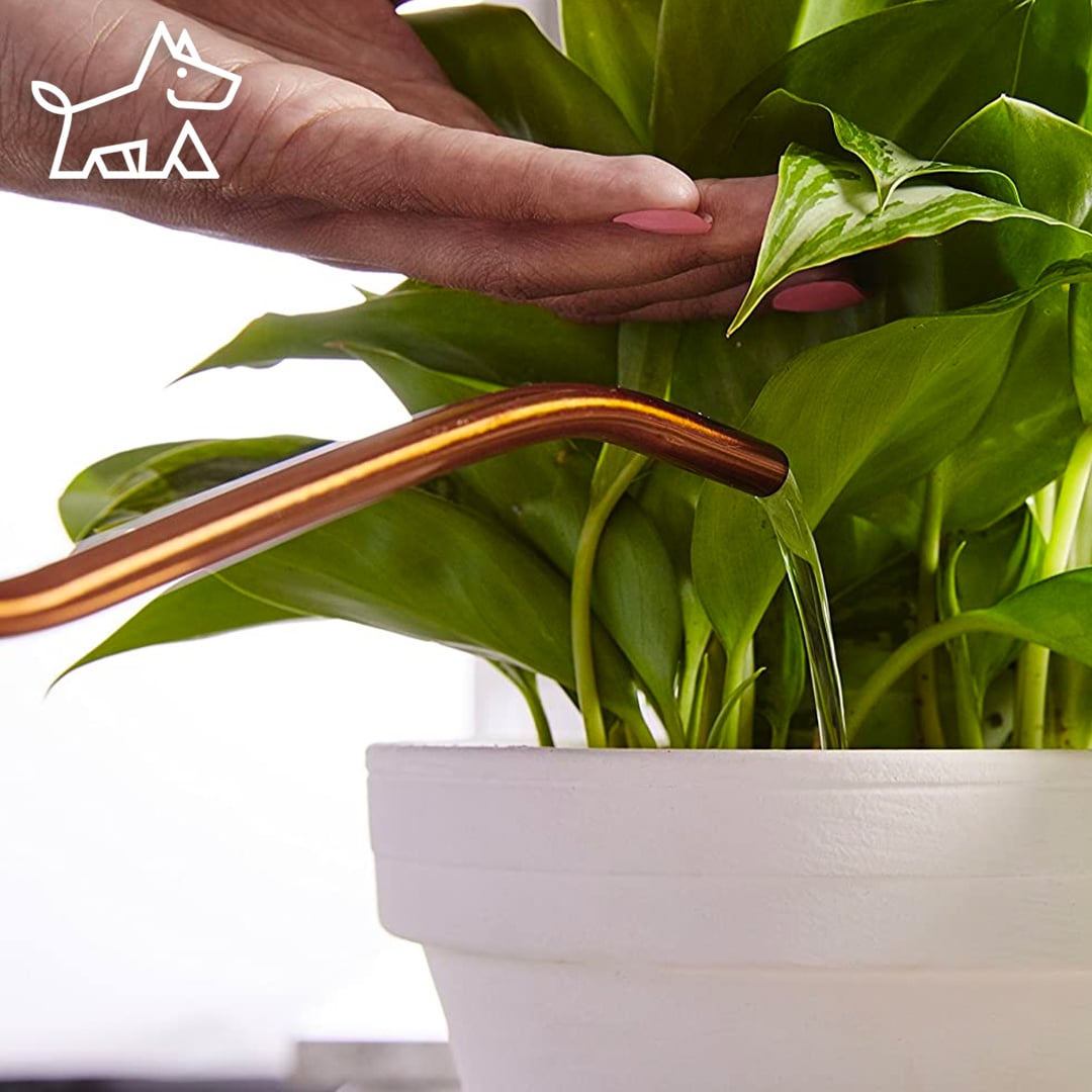 How to Fertilize Houseplants
