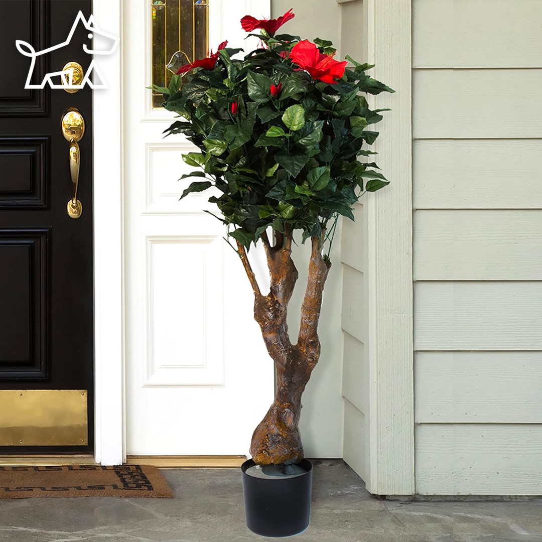 care for hibiscus plants