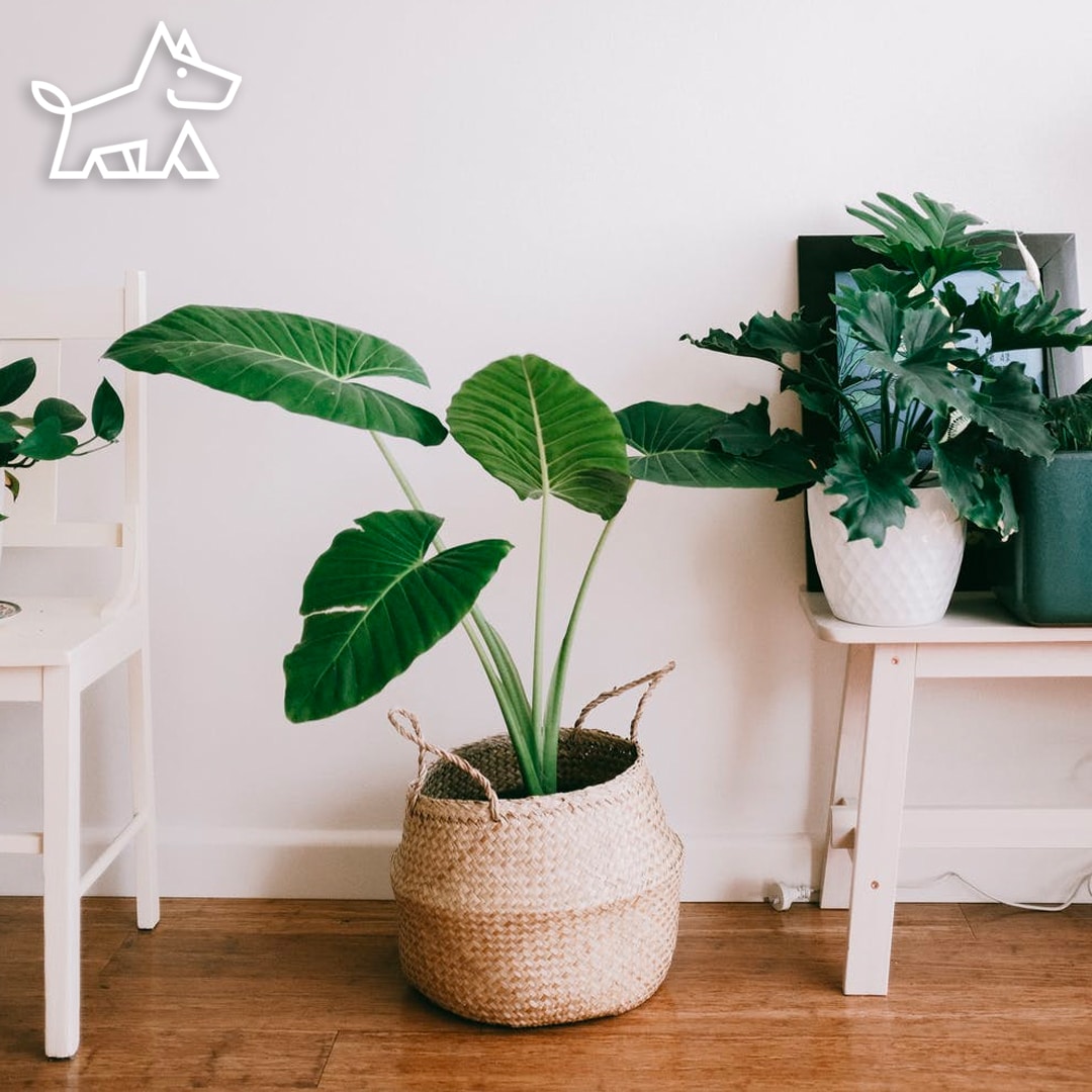 Right Humidity Level for Your Houseplants