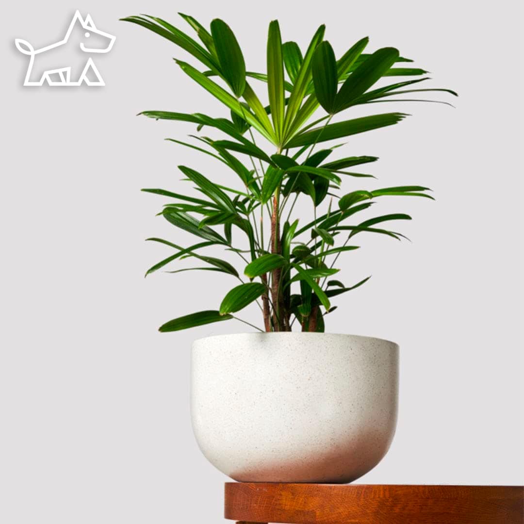 care for a lady palm