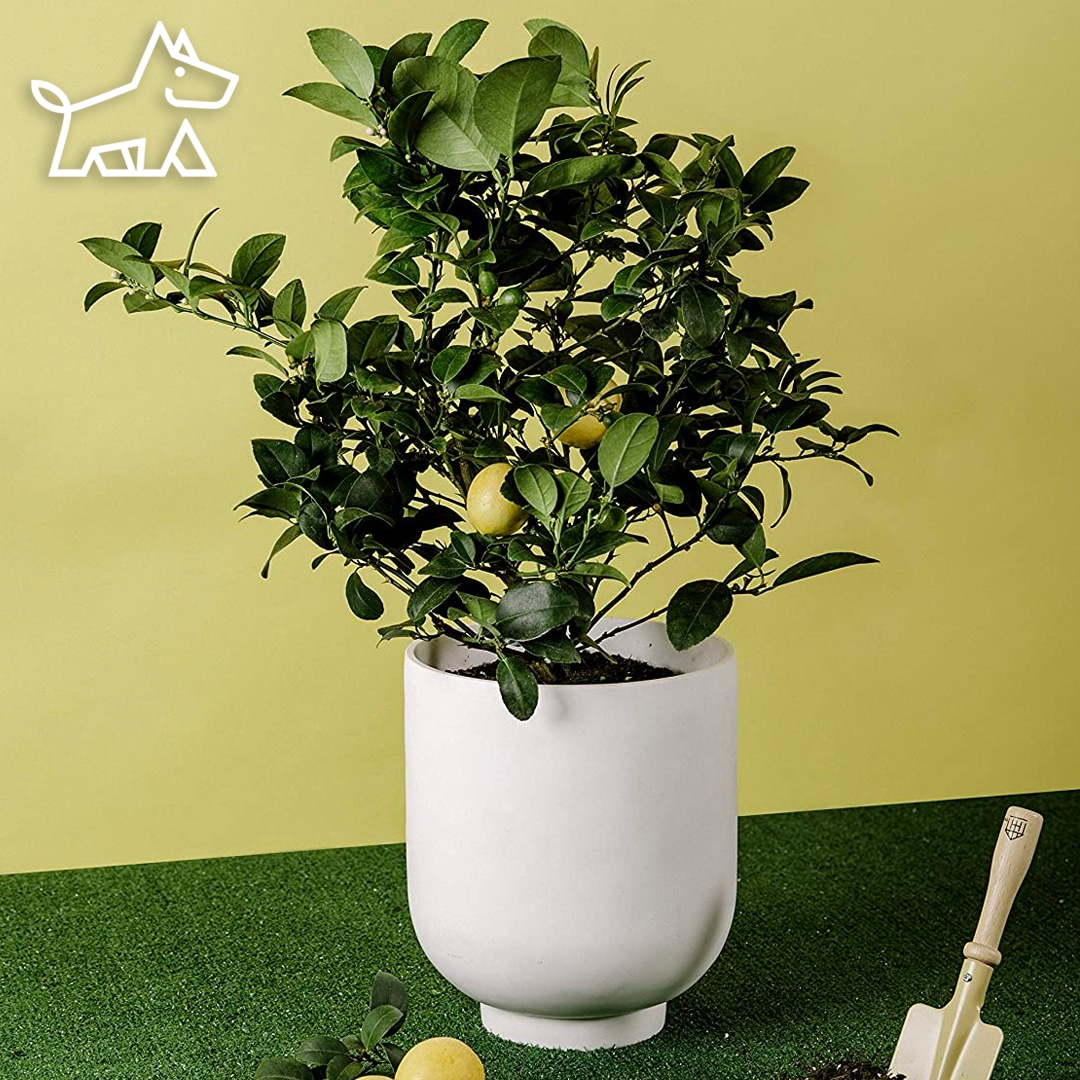 care for meyer lemon tree