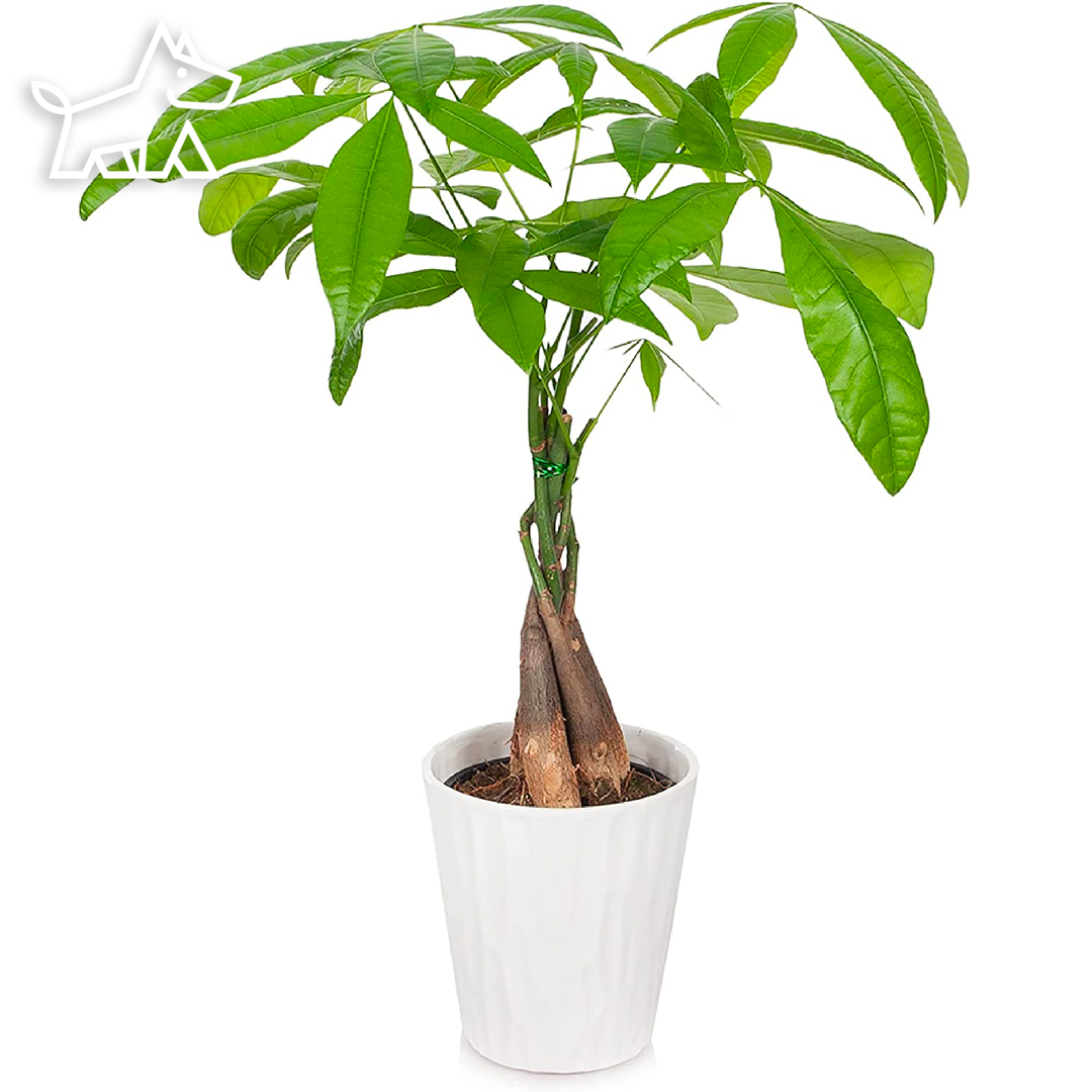 care for money trees